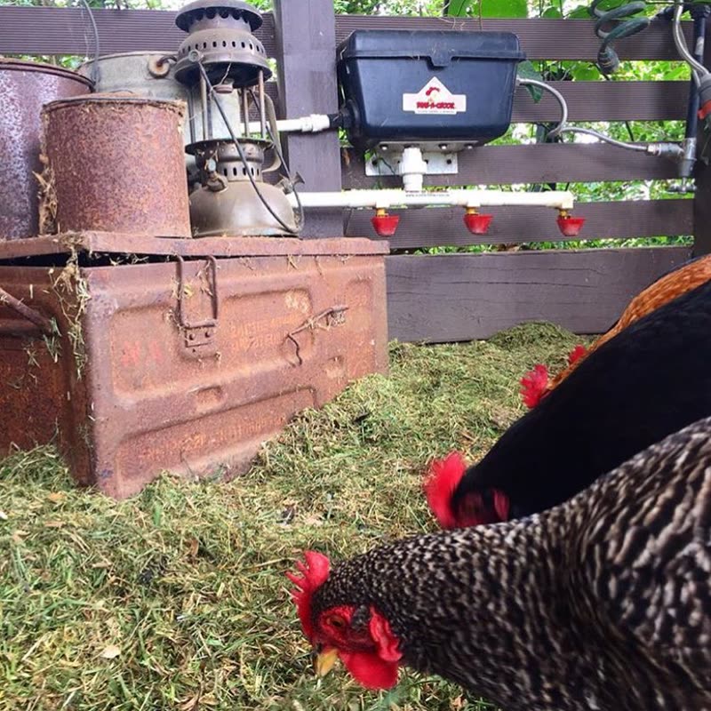 Dine-A-Chook feeder and drinker in a customer's coop