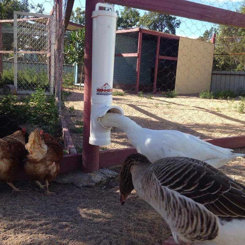 Dine-A-Chook customer photo: Even Geese can get in on the