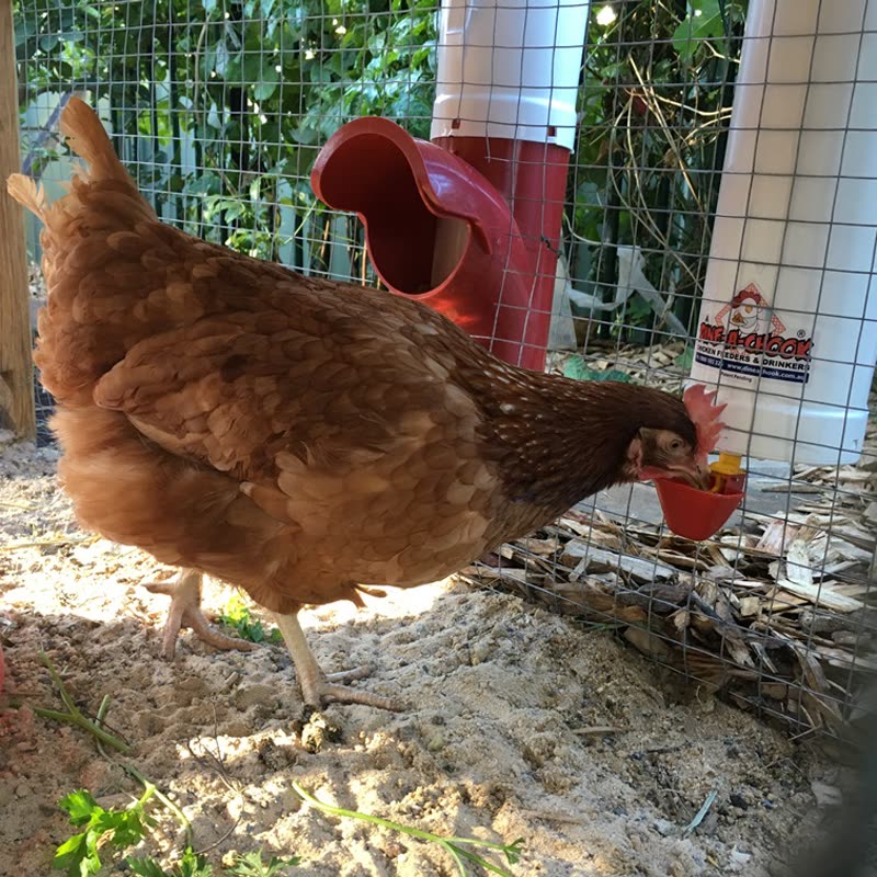 Dine-A-Chook customer photo: Externally mounted to suit any