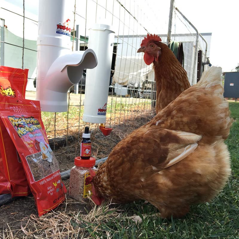 Dine-A-Chook customer photo: Feeders, feed,health products, treats @dineachook sells everything you need, except the