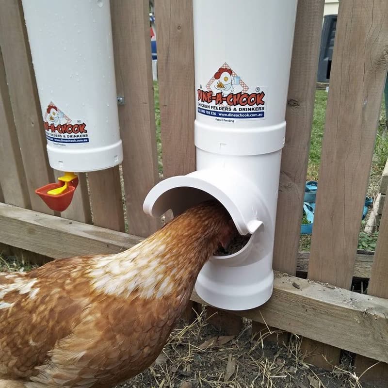 Dine-A-Chook customer photo: Feeding time made easy with our new @dineachook feeders and No more scavenging