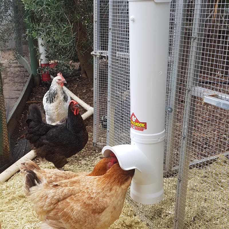 Dine-A-Chook customer photo: For those ever wondering about feeding with one feeder. Two hens at once can fit inside
