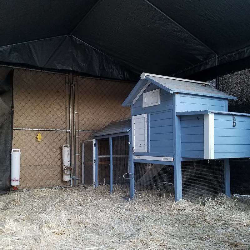 Dine-A-Chook customer photo: Got to love a nice clean coop, who took advantage of the holidays to give their pen some