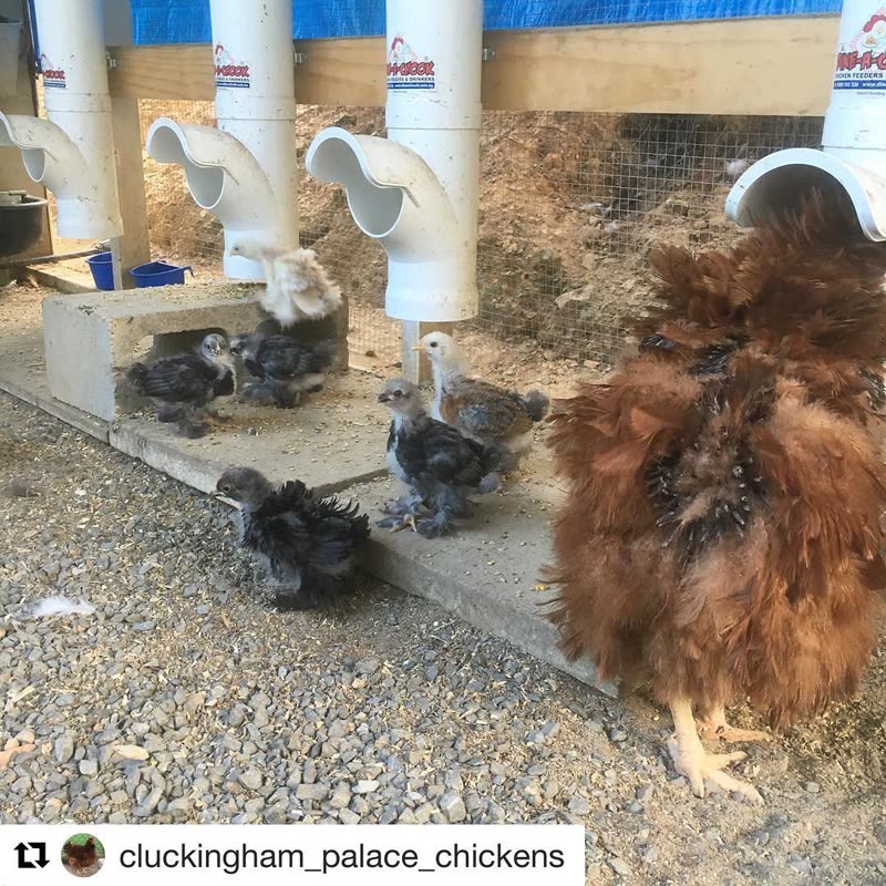 Dine-A-Chook customer photo: Great addition to this so the little ones can reach and learn to use the feeders Dinner