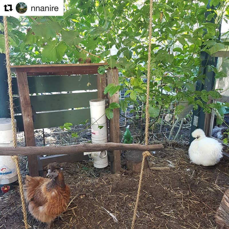 Dine-A-Chook customer photo: Great to see this original model still going strong @nnanire ()