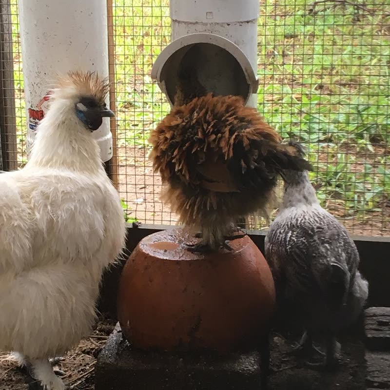 Dine-A-Chook customer photo: Happy Fluffy butt Friday on this wet Townsville