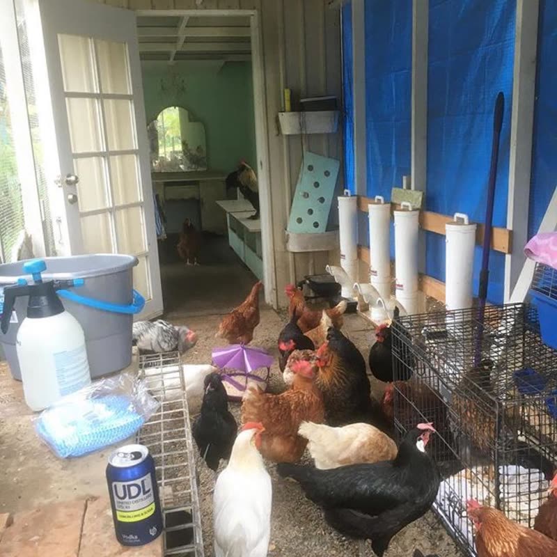 Dine-A-Chook customer photo: How often does your coop get a good
