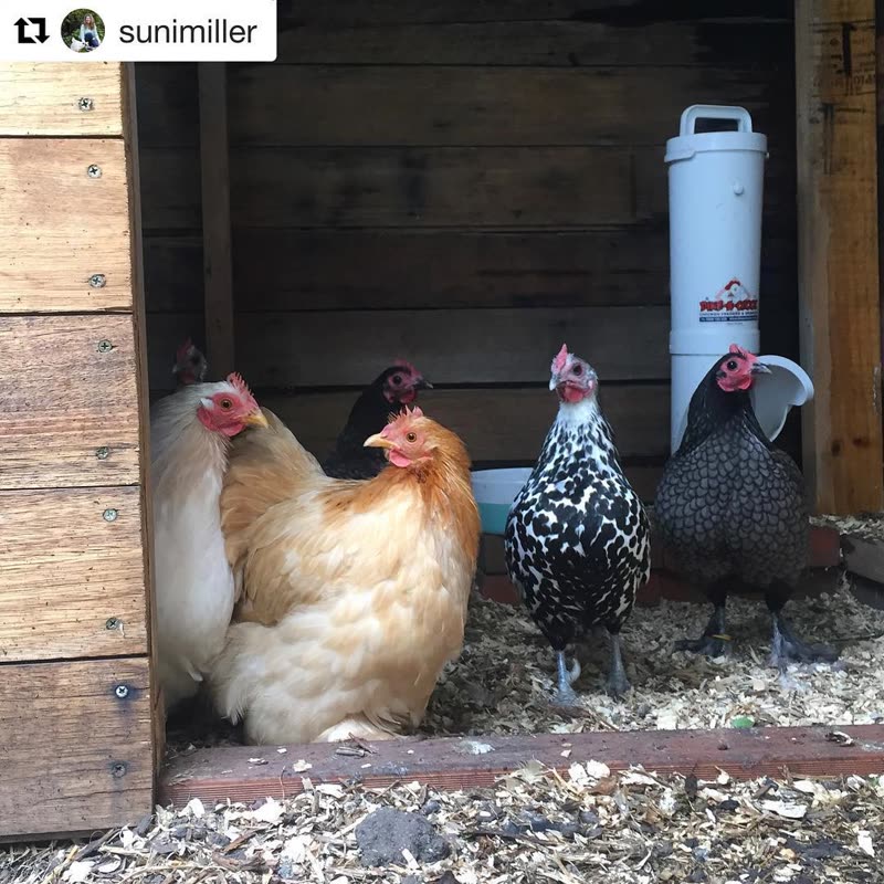 Dine-A-Chook customer photo: Look at that. Humans are truly mad,