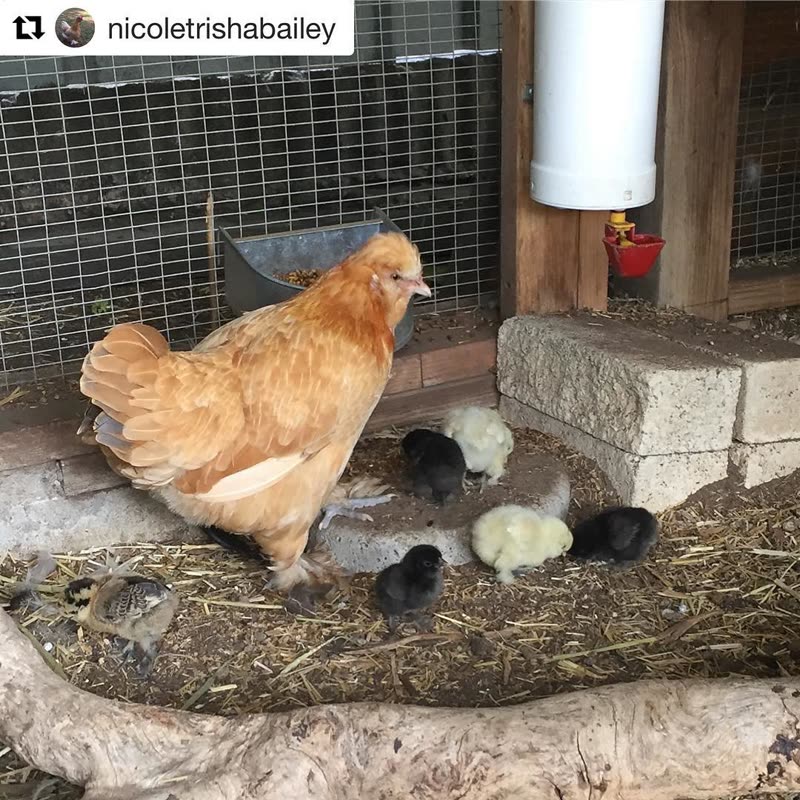 Dine-A-Chook customer photo: Love the little stone step Sunshine out and about with her little family. She has 7