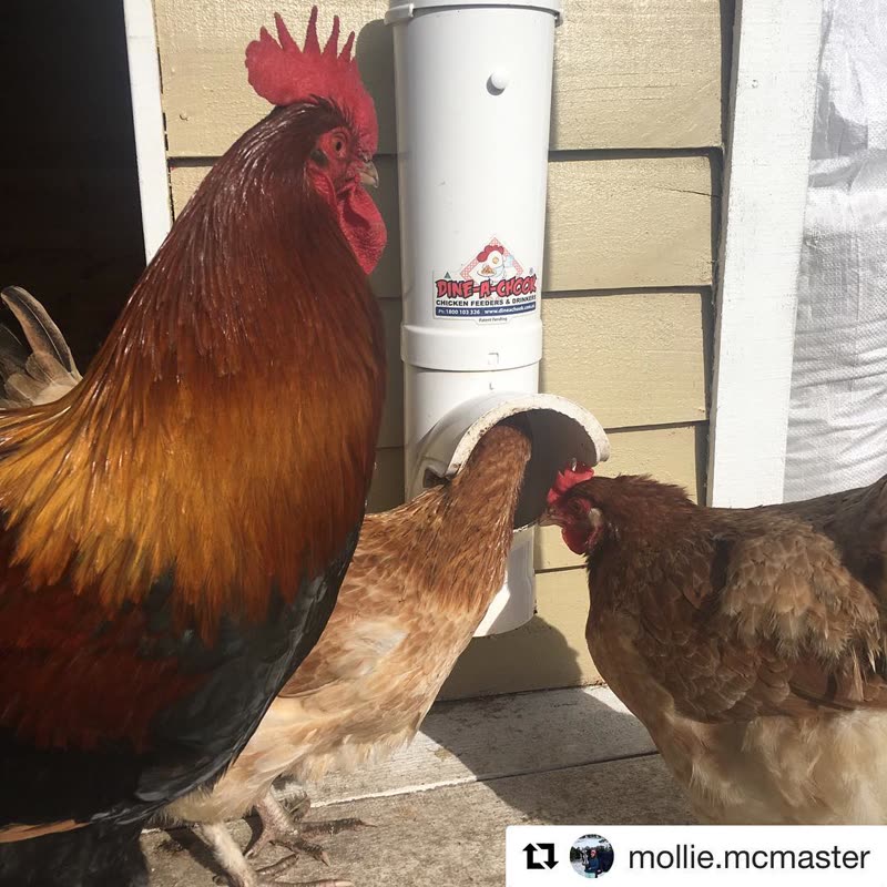 Dine-A-Chook customer photo: We use Dine a Chook feeders in all our chicken
