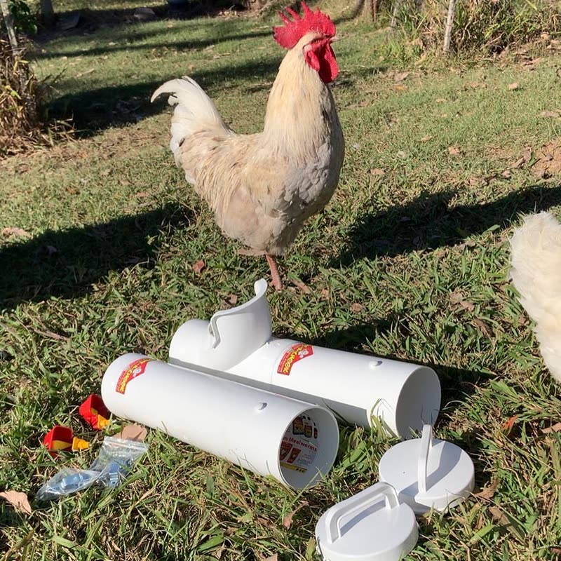Dine-A-Chook customer photo: New year, new roo (and new feeders too!) Happy New Year to you and your feathered