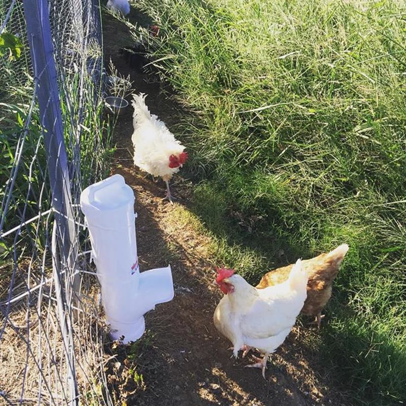 Dine-A-Chook customer photo: Happy Year of the