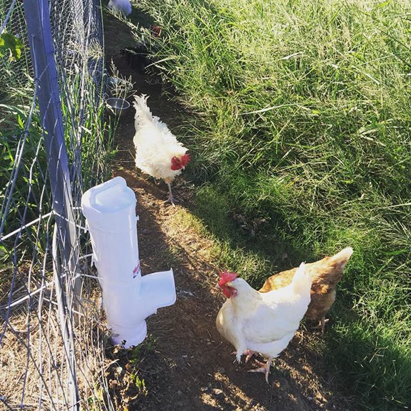Dine-A-Chook customer photo: Suitable for all types of