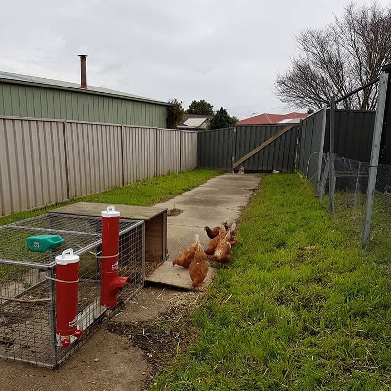 Dine-A-Chook customer photo: The fact that Dine A Chook feeders are basically a "closed system" means they can be