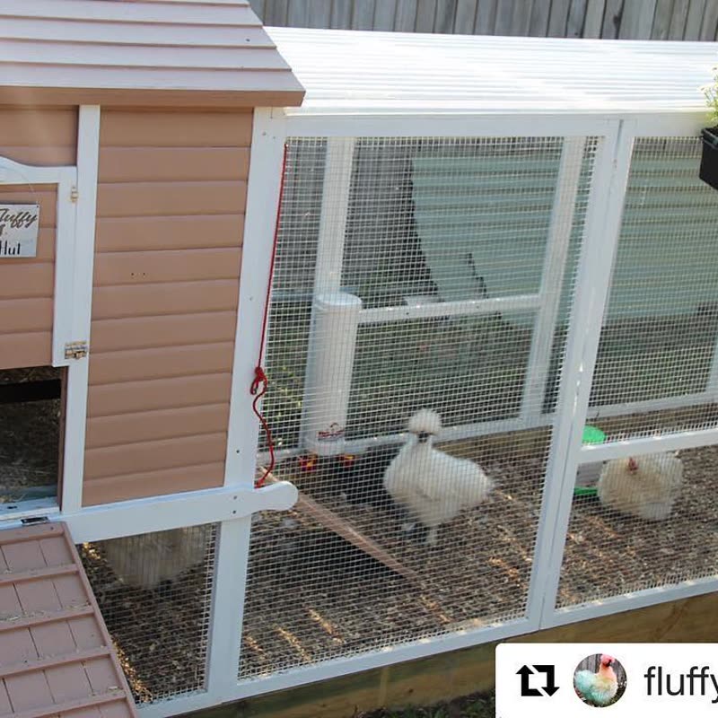 Dine-A-Chook customer photo: What a cute little coop @fluffybutt_hut ()