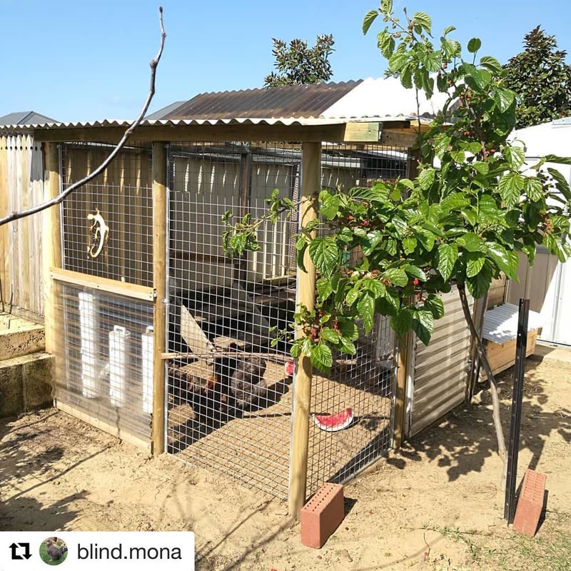 Dine-A-Chook customer photo: What a great looking Chook