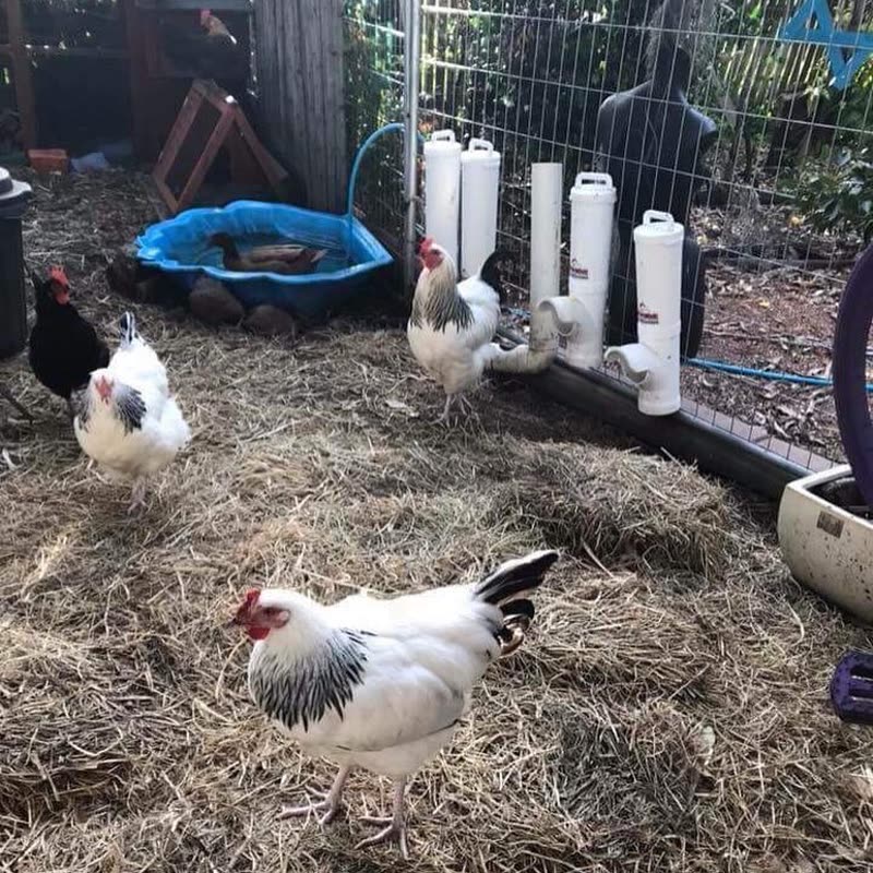 Dine-A-Chook customer photo: What lovely ladies and a wonderful set up at @curegirl72 's place. Great to have her in