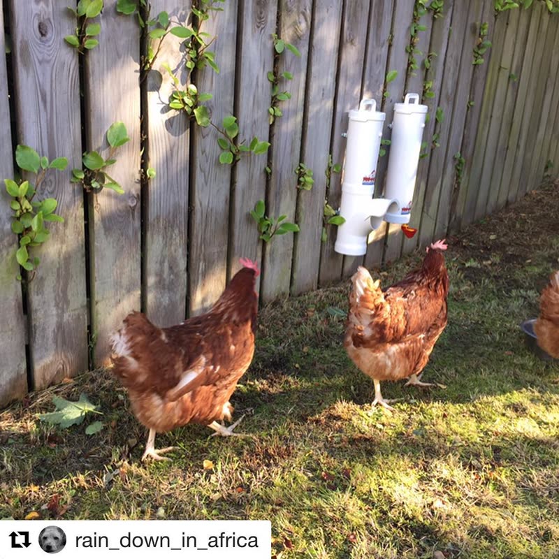 Dine-A-Chook customer photo: When the new hens make straight for the @dineachook you know you are into a good thing.
