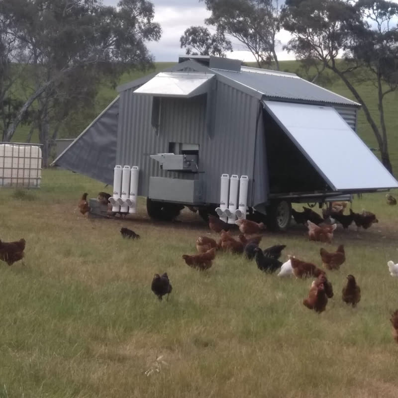 Dine-A-Chook customer photo: Whether you care for 2 or 20 chickens, there are options for
