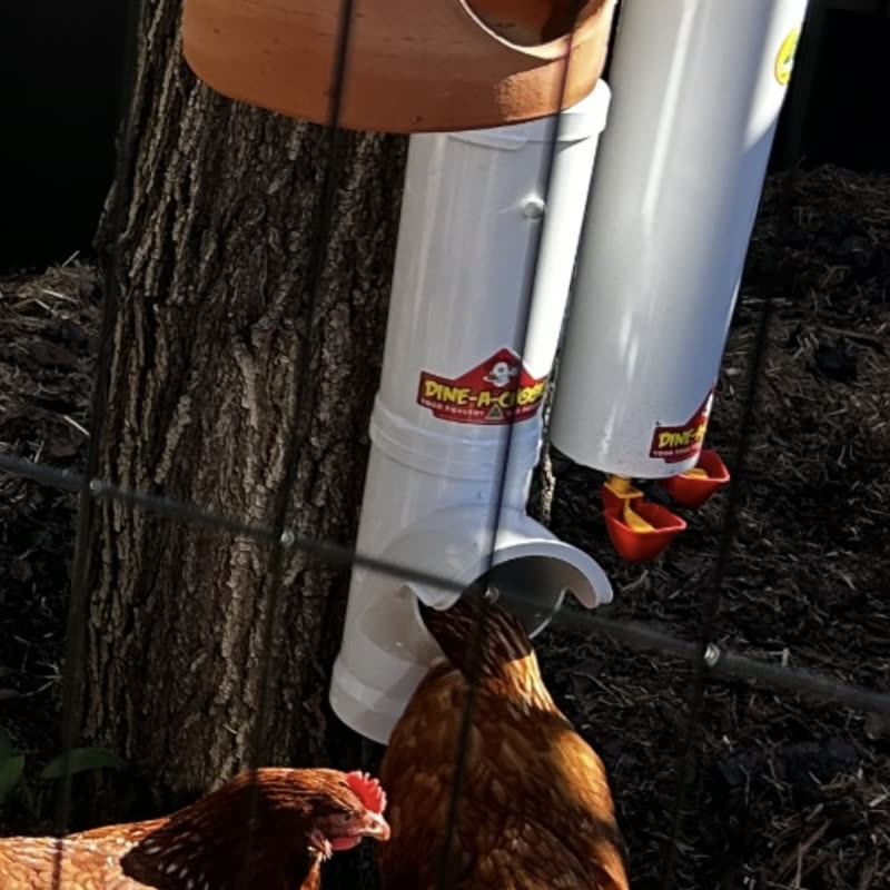 Dine-A-Chook customer photo: Great products. Just got three chickens and it lasts at least a few days and no mess, well