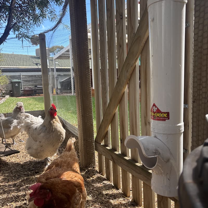Dine-A-Chook customer photo: I have been using these feeders for years now and have had nothing but
