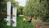 How to Keep Chickens from Wasting Food with the Right Feeder