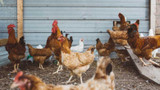 How to Care for Chickens on Your Weekend Away