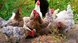 Why Have My Chickens Stopped Laying Eggs? Common Causes for New Zealand Keepers