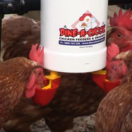 Everything You Need to Know About Chicken Drinker Lubing Cups