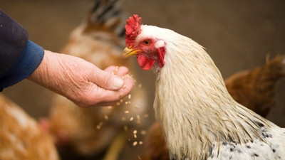 Best Chicken Feed for Laying Hens in New Zealand