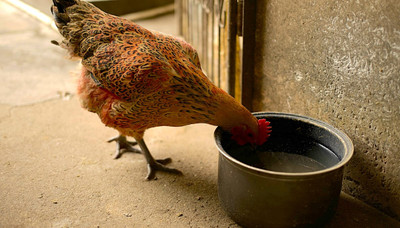 How Much Water Do Chickens Need Per Day?