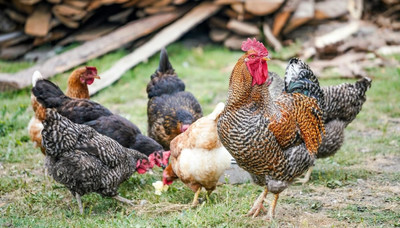 How Much Does It Cost to Buy and Keep Chickens in NZ?