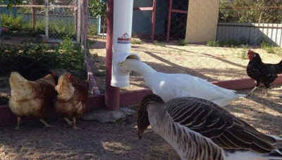 Can You Keep Ducks, Geese, and Chickens Together? A Comprehensive Guide