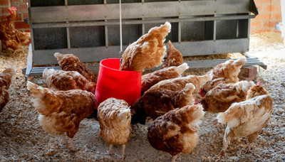How Much to Feed Chickens per Day - Guide to How Much Feed Chickens Need