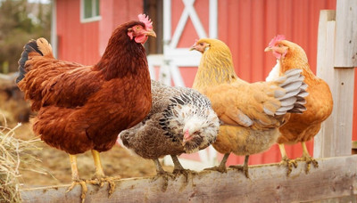 How to Recognise and Treat Sour Crop in Chickens