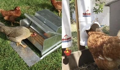 4 Reasons to Avoid Chicken Treadle Feeders