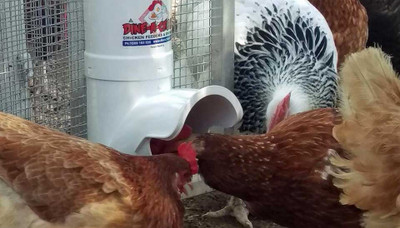 Feeding Chickens the Right Amount with Our Waste-Reducing Feeders