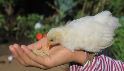 ​What to Feed Baby Chicks for Healthy Growth