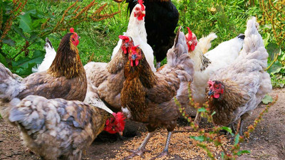 Why Have My Chickens Stopped Laying Eggs? Common Causes for New Zealand Keepers