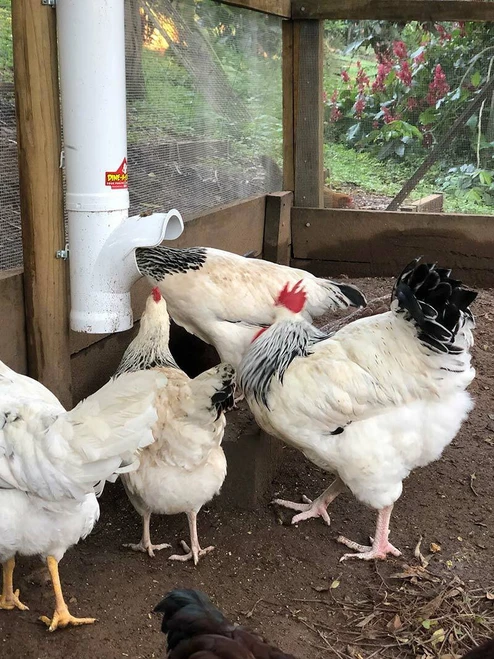 Hens at a Dine-A-Chook Large Chicken Feeder mounted inside a covered run