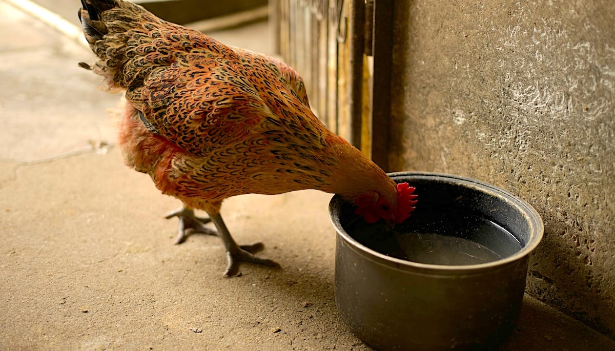 How Much Water Do Chickens Need Per Day? DineAChook New Zealand