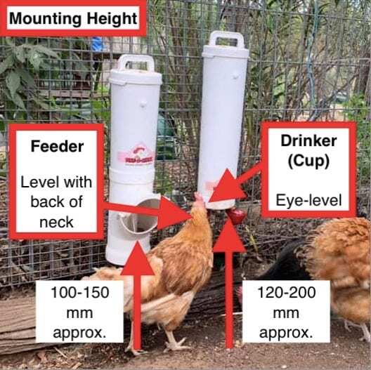 chicken-feeder-and-drinker-mounting-height.jpeg