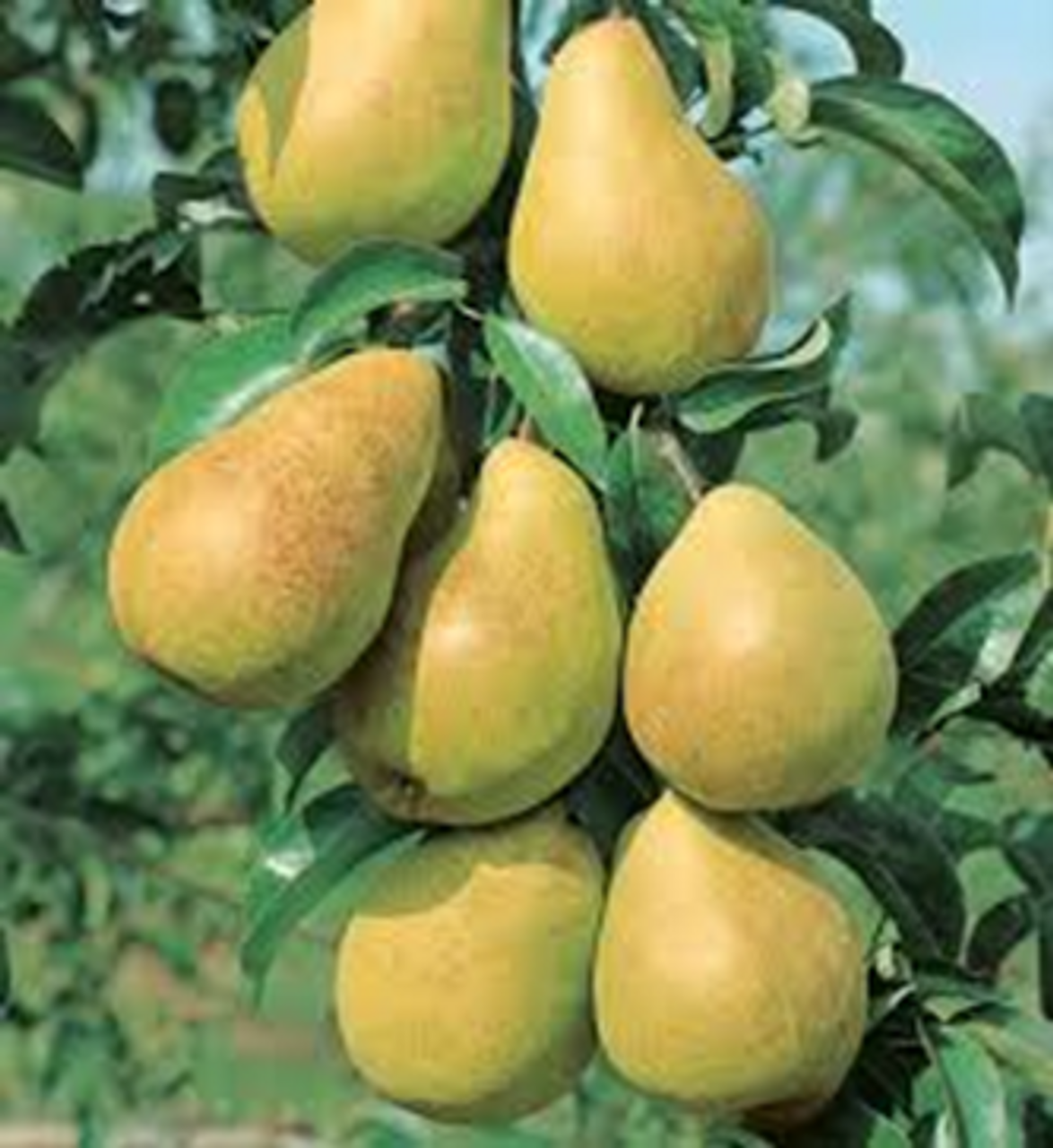 Pyrus communis 'Bartlett' (European Pear)