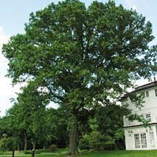 Swamp White Oak - Quercus bicolor