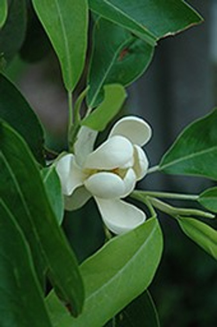 Sweet Bay Magnolia - SIngle Stem