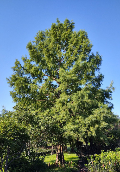 Bald Cypress  Taxodium distichum