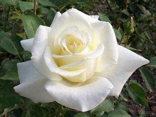 John F. Kennedy Hybrid Tea Rose