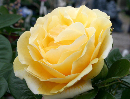 Michelangelo Hybrid Tea Rose