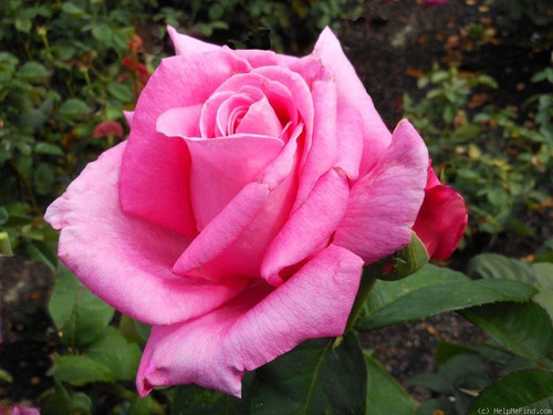 Perfume Delight Hybrid Tea Rose