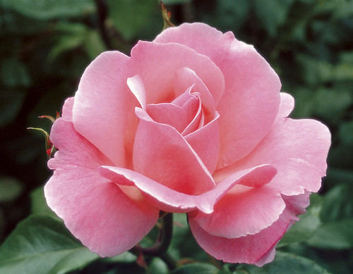 Queen Elizabeth Grandiflora Rose